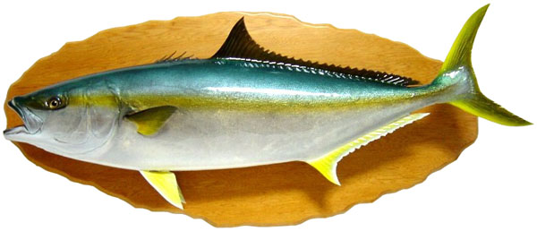 200912_big_hiramasa125.jpg